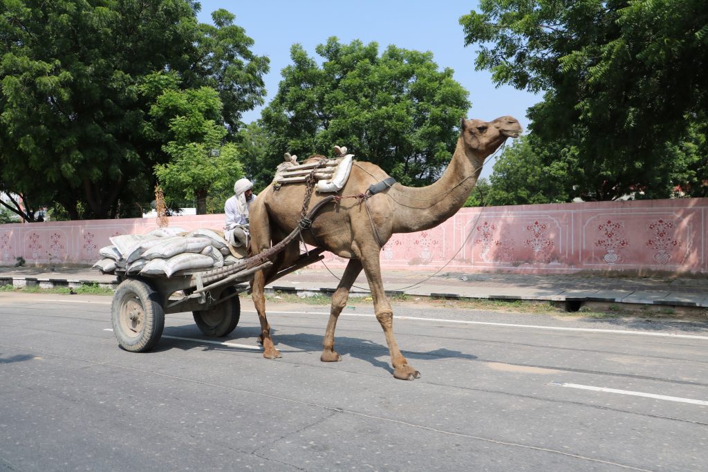India traffic - camel